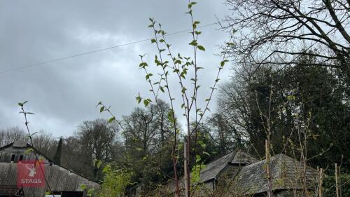 2 BETULA PENDULA TREES