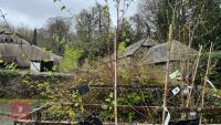 2 BETULA PENDULA TREES - 2