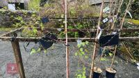 2 BETULA PENDULA TREES - 3