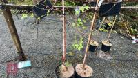 2 BETULA PENDULA TREES - 4