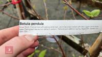 2 BETULA PENDULA TREES - 6
