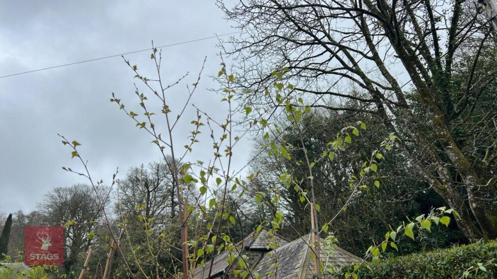 2 BETULA PENDULA TREES