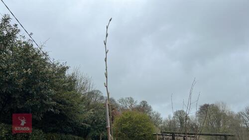 BETULA UTILIS VAR. JACEQUEMONTII
