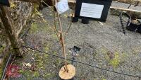 BETULA UTILIS VAR. JACEQUEMONTII - 4