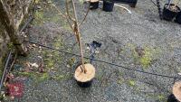 BETULA UTILIS VAR. JACEQUEMONTII - 5