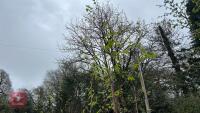 2 BIRCH TREES