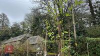 2 BIRCH TREES - 2