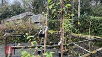 2 BIRCH TREES - 3