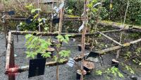 2 BIRCH TREES - 4