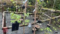 2 BIRCH TREES - 5