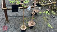 2 BIRCH TREES - 6