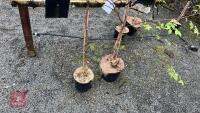 2 BIRCH TREES - 7