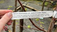 2 BIRCH TREES - 8