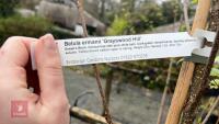 2 BIRCH TREES - 9