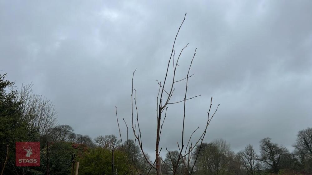 INDIAN BEAN & HIMALAYEN BIRCH TREES