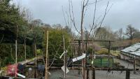 INDIAN BEAN & HIMALAYEN BIRCH TREES - 2