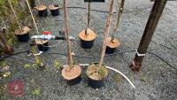 INDIAN BEAN & HIMALAYEN BIRCH TREES - 5