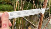 INDIAN BEAN & HIMALAYEN BIRCH TREES - 7