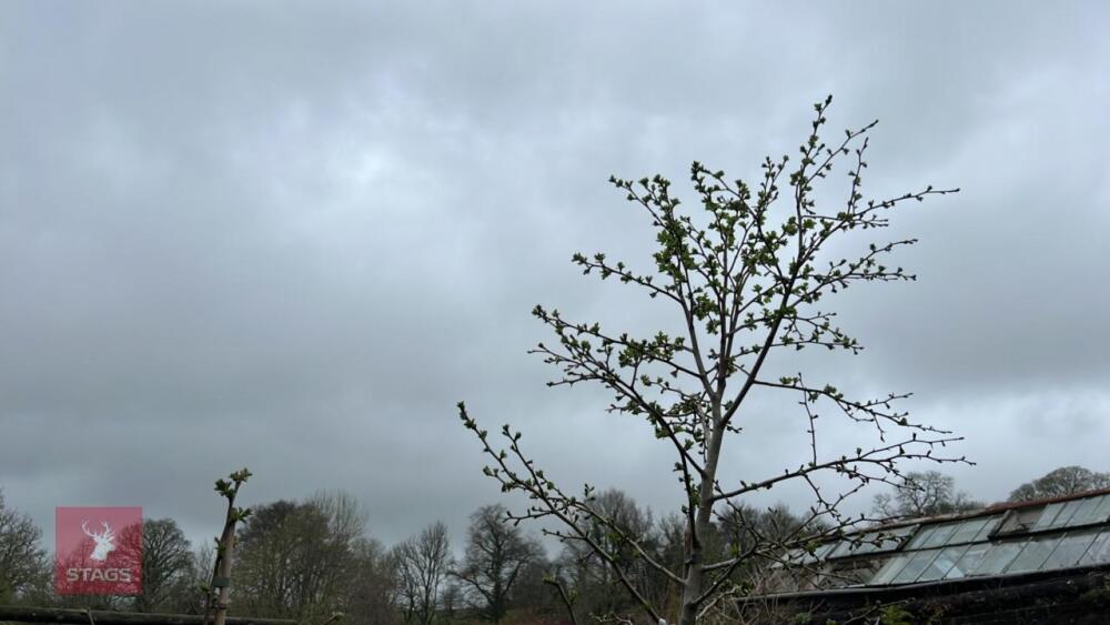 2 MIDLAND HAWTHORN TREES