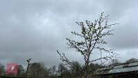 2 MIDLAND HAWTHORN TREES
