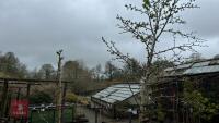 2 MIDLAND HAWTHORN TREES - 2
