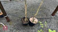 2 MIDLAND HAWTHORN TREES - 5