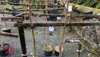 2 LIQUIDAMBAR STYRACIFLUA 'RED STAR' - 3
