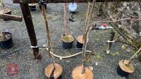 2 LIQUIDAMBAR STYRACIFLUA 'RED STAR' - 4