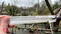 2 LIQUIDAMBAR STYRACIFLUA 'RED STAR' - 6