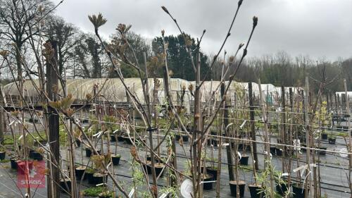 2 SORBUS SCALARIS