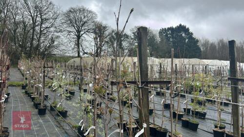 5 SORBUS