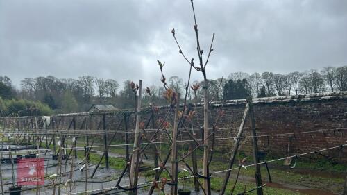 3 SORBUS 'NOVEMBER PINK'