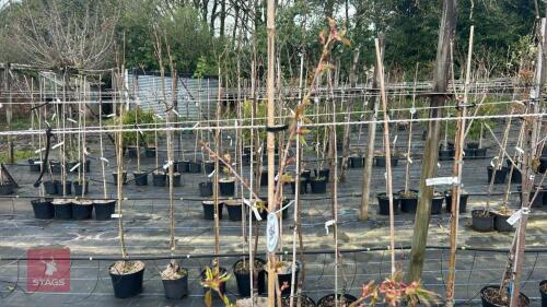 1 PRUNUS 'GIOLKO'