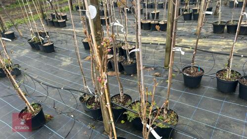 2 PRUNUS 'AMANOGANA'