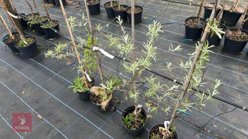 4 PYRUS SALICIFOLIA 'PENDULA'