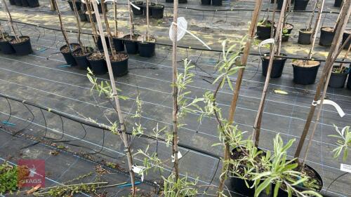 3 PYRUS SALICIFOLIA 'PENDULA'