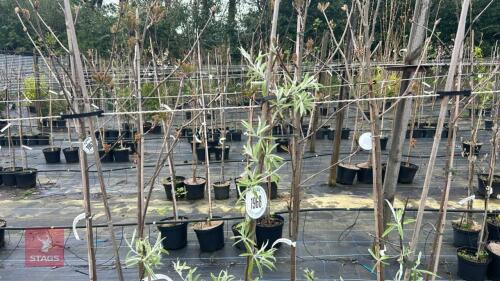3 PYRUS SALICIFOLIA 'PENDULA'