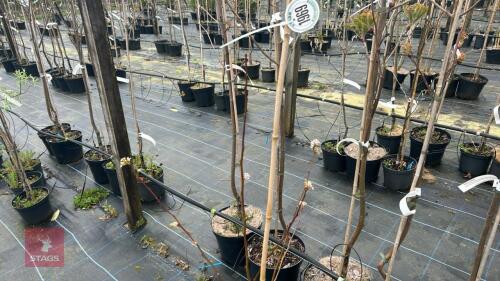 1 PYRUS CALLERYANA 'CHANTICLEER'