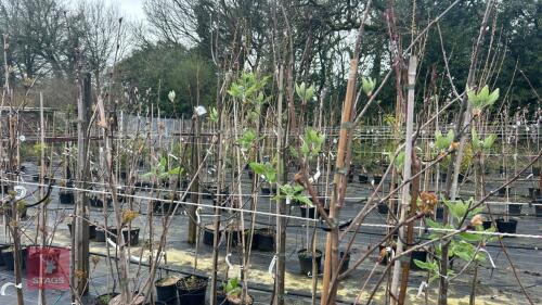 3 SORBUS
