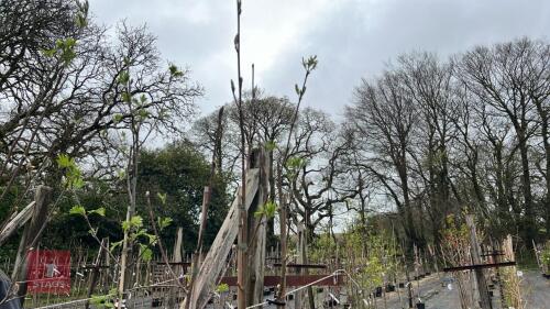 3 SORBUS ACUPERIA