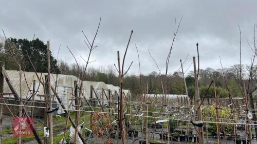 3 ACER PLATANOIDES 'CRIMSON KING'