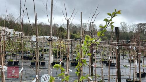 2 PRUNUS