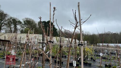 2 PRUNUS 'HALLY JOLIVETTE'