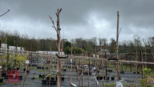 2 PRUNUS 'HALLY JOLIVETTE'