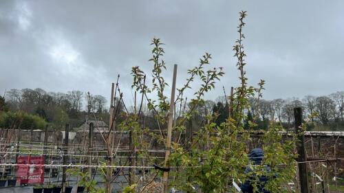 3 PRUNUS X SUBHIRTELLA AUTUMNALIS ROSEA