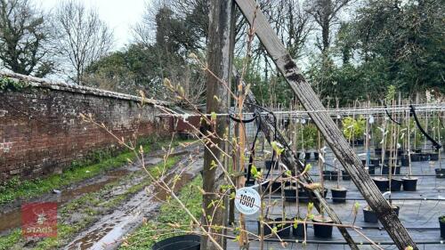 1 ACER CAMPESTRE PENDULA