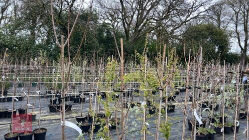 5 ACER PLATANOIDES 'DRUMMONDII'