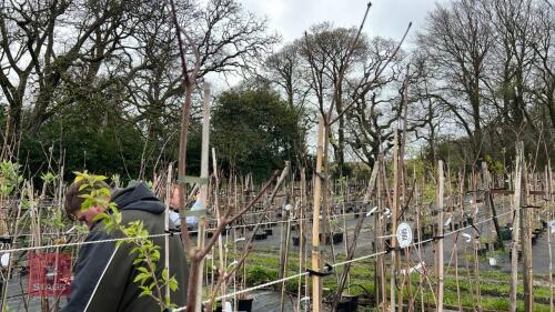 4 ACER PLATANOIDES 'CRIMSON KING'