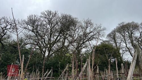 4 ACER PLATANOIDES 'CRIMSON KING'