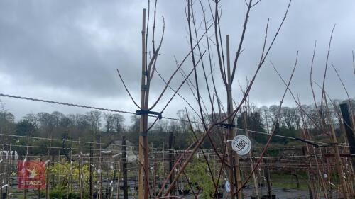2 ACER RUBRUM 'OCTOBER GLORY'
